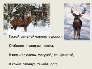 Густой зелёнай ельник у дороги,
Глубокия пушистыя снега.
В них шёл олень, могучий, тонконогый,
К спине откинув тяжкая рога.
 