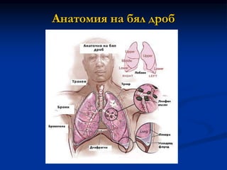 Анатомия на бял дроб
 