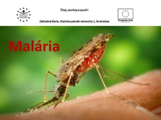 Malária 