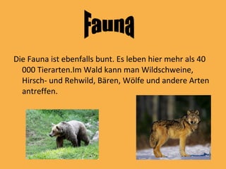 Die Fauna ist ebenfalls bunt. Es leben hier mehr als 40
000 Tierarten.Im Wald kann man Wildschweine,
Hirsch- und Rehwild, Bären, Wölfe und andere Arten
antreffen.
 