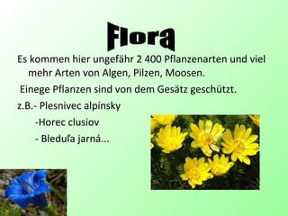 Es kommen hier ungefähr 2 400 Pflanzenarten und viel
mehr Arten von Algen, Pilzen, Moosen.
Einege Pflanzen sind von dem Gesätz geschützt.
z.B.- Plesnivec alpínsky
-Horec clusiov
- Bleduľa jarná...
 