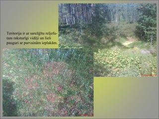 Teritorija ir ar sarežģītu reljefu-tam raksturīgi vidēji un lieli pauguri ar purvainām ieplakām. 