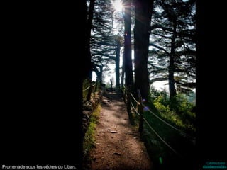 Crédits photos :
Promenade sous les cèdres du Liban. christianmeichtry