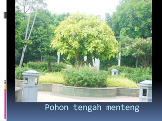 Pohon tengah menteng
 