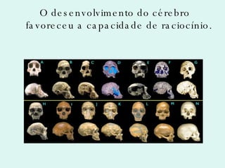 O desenvolvimento do cérebro favoreceu a capacidade de raciocínio. 