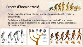 Procés d’hominització
• Procés evolutiu pel qual els sers humans han arribat a diferenciar-se
dels primats.
• De la branca dels primats, se’n va separar per evolució una branca
que coneixem com els Homínids. Separació entre humans i ximpanzés
fa 7 milions d’anys
 