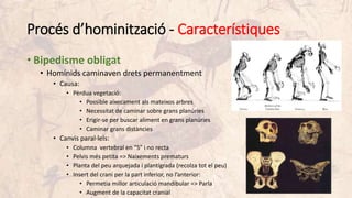Procés d’hominització - Característiques
• Bipedisme obligat
• Homínids caminaven drets permanentment
• Causa:
• Pèrdua vegetació:
• Possible aixecament als mateixos arbres
• Necessitat de caminar sobre grans planúries
• Erigir-se per buscar aliment en grans planúries
• Caminar grans distàncies
• Canvis paral·lels:
• Columna vertebral en “S” i no recta
• Pelvis més petita => Naixements prematurs
• Planta del peu arquejada i plantígrada (recolza tot el peu)
• Insert del crani per la part inferior, no l’anterior:
• Permetia millor articulació mandibular => Parla
• Augment de la capacitat cranial
 