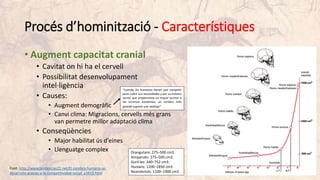 Procés d’hominització - Característiques
• Augment capacitat cranial
• Cavitat on hi ha el cervell
• Possibilitat desenvolupament
intel·ligència
• Causes:
• Augment demogràfic
• Canvi clima: Migracions, cervells més grans
van permetre millor adaptació clima
• Conseqüències
• Major habilitat ús d’eines
• Llenguatge complex Orangutans: 275–500 cm3.
Ximpanzès: 275–500 cm3.
Goril·les: 340–752 cm3.
Humans: 1200–1850 cm3.
Neandertals: 1100–1900 cm3.
“cuando los humanos tienen que competir
para cubrir sus necesidades y por su estatus
social, que proporciona un mayor acceso a
los recursos existentes, un cerebro más
grande supone una ventaja”.
Font: http://www.tendencias21.net/El-cerebro-humano-se-
desarrollo-gracias-a-la-competitividad-social_a3413.html
 