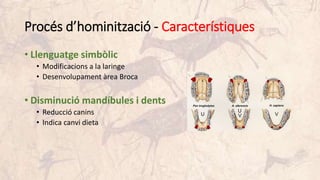 Procés d’hominització - Característiques
• Llenguatge simbòlic
• Modificacions a la laringe
• Desenvolupament àrea Broca
• Disminució mandíbules i dents
• Reducció canins
• Indica canvi dieta
 