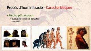 Procés d’hominització - Característiques
• Pèrdua pèl corporal
• Evolució que reduïa paràsits i
malalties
 