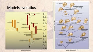 Models evolutius
Models més recents Models més recents
 