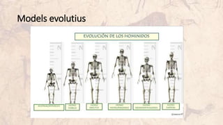 Models evolutius
 