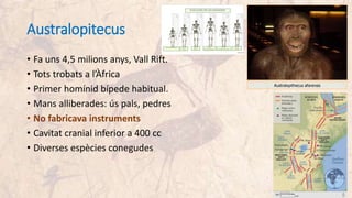 Australopitecus
• Fa uns 4,5 milions anys, Vall Rift.
• Tots trobats a l’Àfrica
• Primer homínid bípede habitual.
• Mans alliberades: ús pals, pedres
• No fabricava instruments
• Cavitat cranial inferior a 400 cc
• Diverses espècies conegudes
Australopithecus afarensis
 