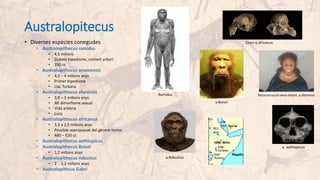 Australopitecus
• Diverses espècies conegudes
• Australopithecus ramidus
• 4,5 milions
• Dubtes bipedisme, context arbori
• 350 cc
• Australopithecus anamensis
• 4,2 – 4 milions anys
• Primer bipedisme
• Llac Turkana
• Australopithecus afarensis
• 3,9 – 3 milions anys
• Alt dimorfisme sexual
• Vida arbòria
• Lucy
• Australopithecus africanus
• 3,3 a 2,5 milions anys
• Possible avantpassat del gènere homo
• 480 – 520 cc
• Australopithecus aethiopicus
• Australopithecus Boisei
• 1,2 milions anys
• Australopithecus robustus
• 2 - 1,2 milions anys
• Australopithcus Gahri
Reconstrucció nena Selam, a.afarensis
Crani a.africanus
a.Boisei
a. aethiopicus
a.Robustus
Ramidus
 