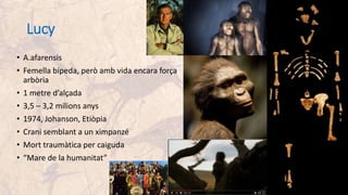 Lucy
• A.afarensis
• Femella bípeda, però amb vida encara força
arbòria
• 1 metre d’alçada
• 3,5 – 3,2 milions anys
• 1974, Johanson, Etiòpia
• Crani semblant a un ximpanzé
• Mort traumàtica per caiguda
• “Mare de la humanitat”
 