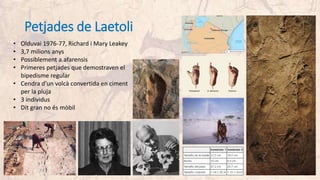 Petjades de Laetoli
• Olduvai 1976-77, Richard i Mary Leakey
• 3,7 milions anys
• Possiblement a.afarensis
• Primeres petjades que demostraven el
bipedisme regular
• Cendra d’un volcà convertida en ciment
per la pluja
• 3 individus
• Dit gran no és mòbil
 