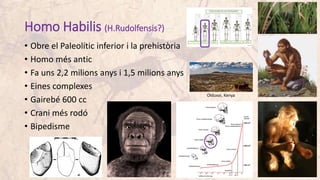 Homo Habilis (H.Rudolfensis?)
• Obre el Paleolític inferior i la prehistòria
• Homo més antic
• Fa uns 2,2 milions anys i 1,5 milions anys
• Eines complexes
• Gairebé 600 cc
• Crani més rodó
• Bipedisme
Olduvai, Kenya
 