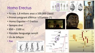Homo Erectus
• Fa uns 1,8 milions anys a 100.000 (Java)
• Primer emigrant d’Àfrica i d’Europa (?)
• Homo Ergaster =? Erectus
• Sempre dret
• 850 – 1100 cc
• Possible llenguatge senzill
• Ús de bifaços
• Foc
 