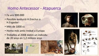 Homo Antecessor - Atapuerca
• Fa uns 900.000
• Possible evolució H.Erectus o
H.Ergaster
• Més de 1000 cc
• Homo més antic trobat a Europa
• Troballes al 2008 daten un individu
de 20 anys en 1,2 milions anys
Gran Dolina, Burgos
 