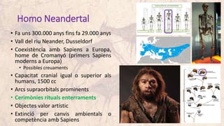 Homo Neandertal
• Fa uns 300.000 anys fins fa 29.000 anys
• Vall del riu Neander, Dusseldorf
• Coexistència amb Sapiens a Europa,
home de Cromanyó (primers Sapiens
moderns a Europa)
• Possibles creuaments
• Capacitat cranial igual o superior als
humans, 1500 cc
• Arcs supraorbitals prominents
• Cerimònies rituals enterraments
• Objectes valor artístic
• Extinció per canvis ambientals o
competència amb Sapiens
 