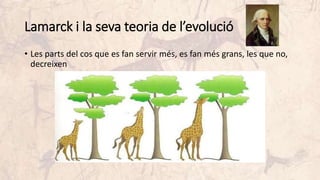 Lamarck i la seva teoria de l’evolució
• Les parts del cos que es fan servir més, es fan més grans, les que no,
decreixen
 