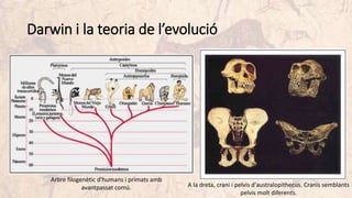 Darwin i la teoria de l’evolució
Arbre filogenètic d'humans i primats amb
avantpassat comú. A la dreta, crani i pelvis d'australopithecus. Cranis semblants
pelvis molt diferents.
 