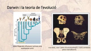 Darwin i la teoria de l’evolució
Arbre filogenètic d'humans i primats amb
avantpassat comú. A la dreta, crani i pelvis d'australopithecus. Cranis semblants
pelvis molt diferents.
 