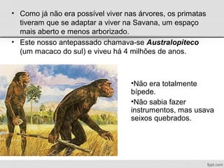 • Como já não era possível viver nas árvores, os primatas
tiveram que se adaptar a viver na Savana, um espaço
mais aberto e menos arborizado.
• Este nosso antepassado chamava-se Australopiteco
(um macaco do sul) e viveu há 4 milhões de anos.
•Não era totalmente
bípede.
•Não sabia fazer
instrumentos, mas usava
seixos quebrados.
 