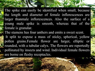 Jack fruit breeding ppt. Ranjeet maurya . | PPTX