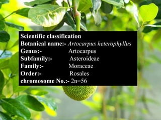 Jack fruit breeding ppt. Ranjeet maurya . | PPTX