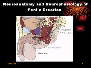 Neuroanatomy and Neurophysiology of
            Penile Erection




 04/10/12                       4
 
