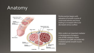 Penile erection begins with
relaxation of smooth muscle of
cavernosal arteries and tissue,
leading to increased inflow and
decreased venous outflow
Nitric oxide is an important mediator
in development of priapism.
Use of PDE inhibitors inhibit
breakdown of cGMP and inhibit NO
mediated penile smooth muscle
relaxation