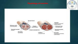 Physiology of erection
Cavernosal
artery smooth
muscle
Relaxation
Dunder parasympathetic
nerve by release of NO
increase penile
blood flow asnd
corporal expantion
Increase intracaversosal pressure
Compression of subtunical veins
Full Rigidity and tumesent
 