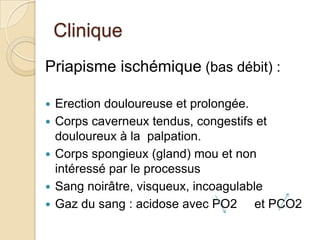 Clinique Priapisme ischémique (bas débit) :Erection douloureuse et prolongée. Corps caverneux tendus, congestifs et douloureux à la  palpation. Corps spongieux (gland) mou et non intéressé par le processus Sang noirâtre, visqueux, incoagulable Gaz du sang : acidose avec PO2     et PCO2