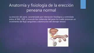 Anatomía y fisiología de la erección
peneana normal
La erección del pene, caracterizado por interacción fisiológica y controlada
entre, el SNC, SNP, y musculo liso trabecular del pene los cuales provocan un
incremento del flujo sanguíneo y disminución del drenaje venoso
 