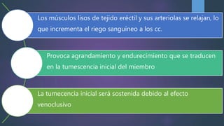 Los músculos lisos de tejido eréctil y sus arteriolas se relajan, lo
que incrementa el riego sanguíneo a los cc.
Provoca agrandamiento y endurecimiento que se traducen
en la tumescencia inicial del miembro
La tumecencia inicial será sostenida debido al efecto
venoclusivo
 