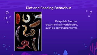 Priapulida Example Priapulida Report | PPTX