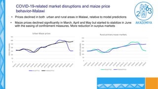 • Prices declined in both urban and rural areas in Malawi, relative to model predictions
• Maize prices declined significa...