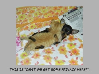 THIS IS “CAN’T WE GET SOME PRIVACY HERE?”. 
