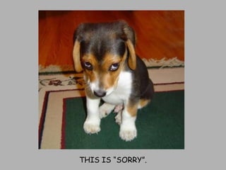 THIS IS “SORRY”. 