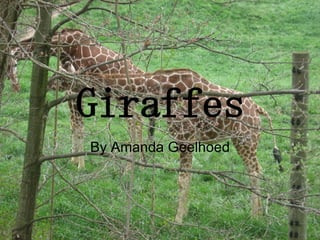 Giraffes By Amanda Geelhoed 