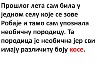 Прошлог лета сам била у
једном селу које се зове
Робаје и тамо сам упознала
необичну породицу. Та
породица је необична јер сви
имају различиту боју косе.
 