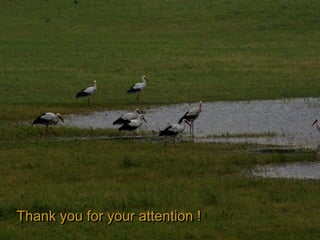 Thank you for your attention !
 