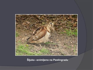 Šljuka –snimljeno na Pestingradu
 