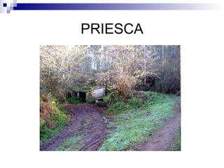 PRIESCA 