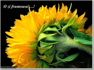     O zi frumoasa …! 