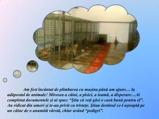 	Am fost încântat de plimbarea cu maşina până am ajuns… la adăpostul de animale! Mirosea a câini, a pisici, a teamă, a disperare…Ai completat documentele şi ai spus: “Ştiu că veţi găsi o casă bună pentru el”. Au ridicat din umeri şi te-au privit cu tristeţe. Ştiau destinul ce-l aşteaptă pe un câine de o anumită vârstă, chiar având “pedigri”.
