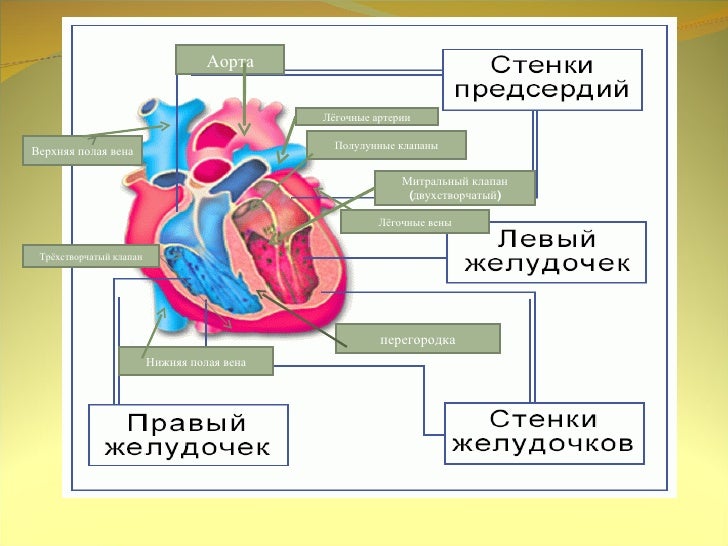 Трехстворчатый клапан сердца находится
