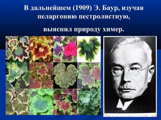 В дальнейшем (1909) Э. Баур, изучая
пеларгонию пестролистную,
выяснил природу химер.
 