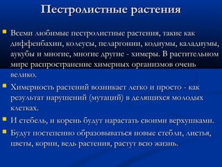 Пестролистные растенияПестролистные растения
 Всеми любимые пестролистные растения, такие какВсеми любимые пестролистные растения, такие как
диффенбахии, колеусы, пеларгонии, кодиумы, каладиумы,диффенбахии, колеусы, пеларгонии, кодиумы, каладиумы,
аукубы и многие, многие другие - химеры. В растительномаукубы и многие, многие другие - химеры. В растительном
мире распространение химерных организмов оченьмире распространение химерных организмов очень
велико.велико.
 Химерность растений возникает легко и просто - какХимерность растений возникает легко и просто - как
результат нарушений (мутаций) в делящихся молодыхрезультат нарушений (мутаций) в делящихся молодых
клетках.клетках.
 И стебель, и корень будут нарастать своими верхушками.И стебель, и корень будут нарастать своими верхушками.
 Будут постепенно образовываться новые стебли, листья,Будут постепенно образовываться новые стебли, листья,
цветы, корни, ведь растения, растут всю жизнь.цветы, корни, ведь растения, растут всю жизнь.
 